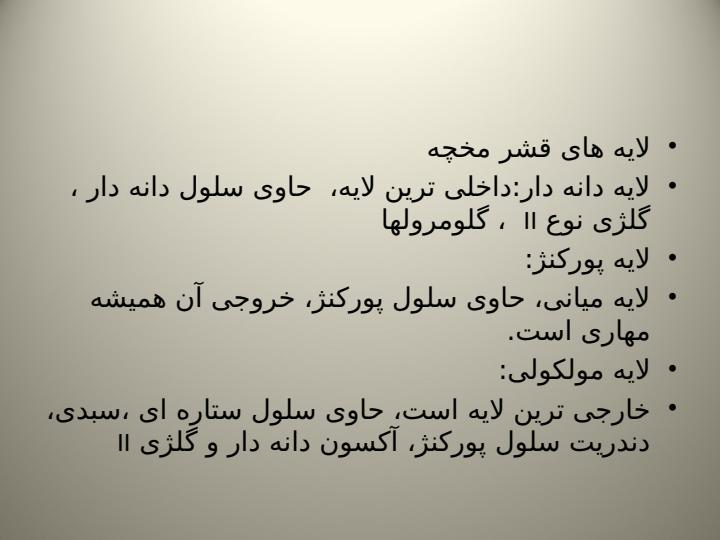 مخچه5