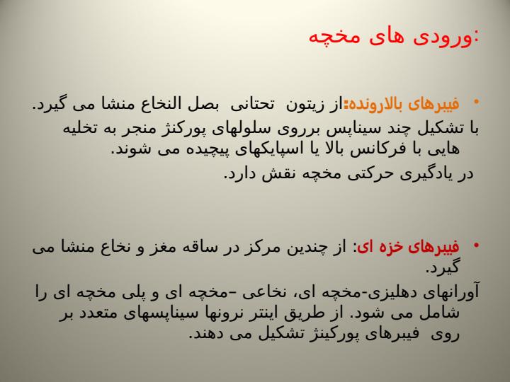 مخچه6