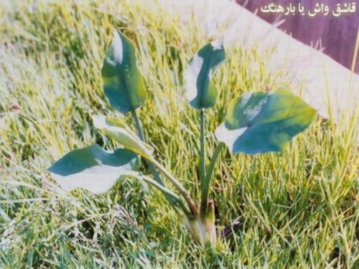مدیریت-تلفیقی-علفهای-هرز-در-مزارع-برنج6