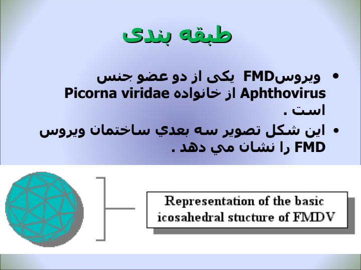مرض-پا-و-دهان6