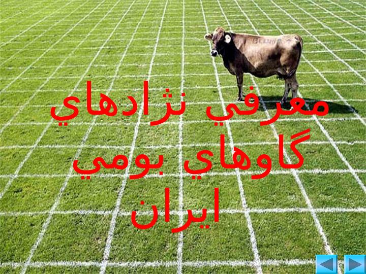 معرفي-نژادهاي-گاوهاي-بومي-ايران1