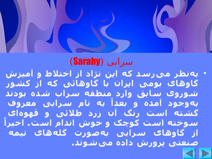معرفي-نژادهاي-گاوهاي-بومي-ايران2