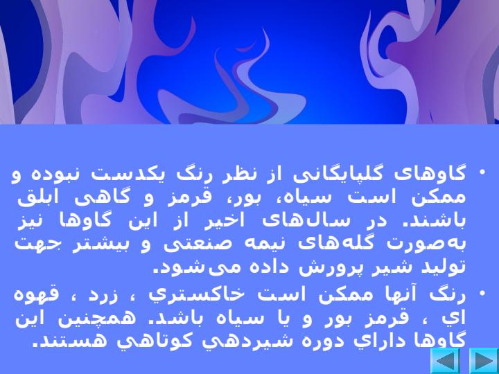 معرفي-نژادهاي-گاوهاي-بومي-ايران6