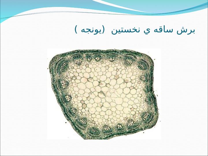 مقایسه-برش-های-گیاهیpp3