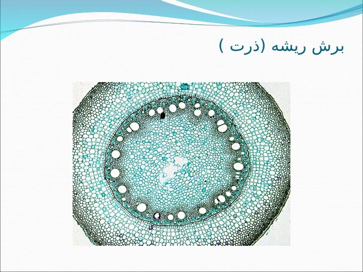 مقایسه-برش-های-گیاهیpp4