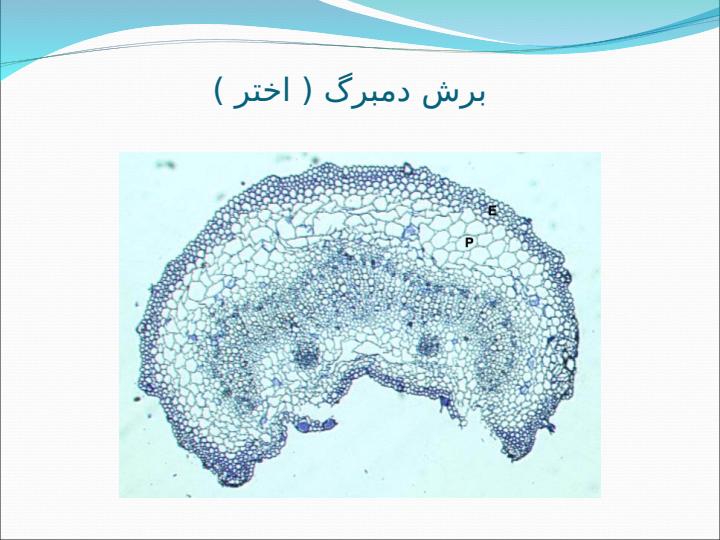 مقایسه-برش-های-گیاهیpp6