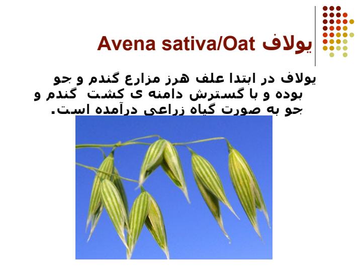 يولاف1