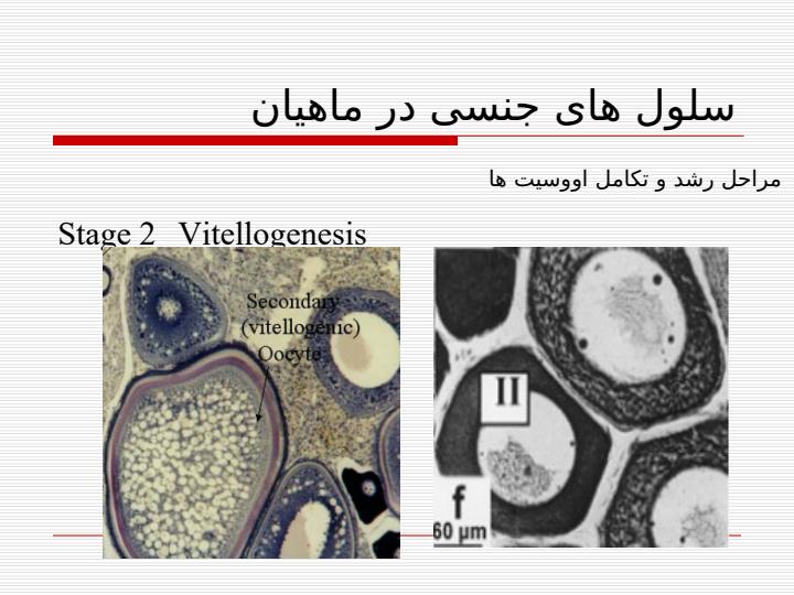 چگونگي-تشخيص-مراحل-رسيدگي3