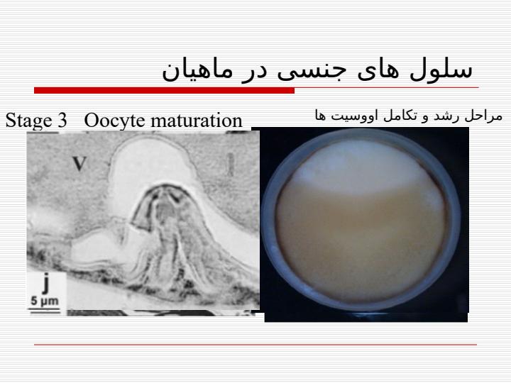 چگونگي-تشخيص-مراحل-رسيدگي5