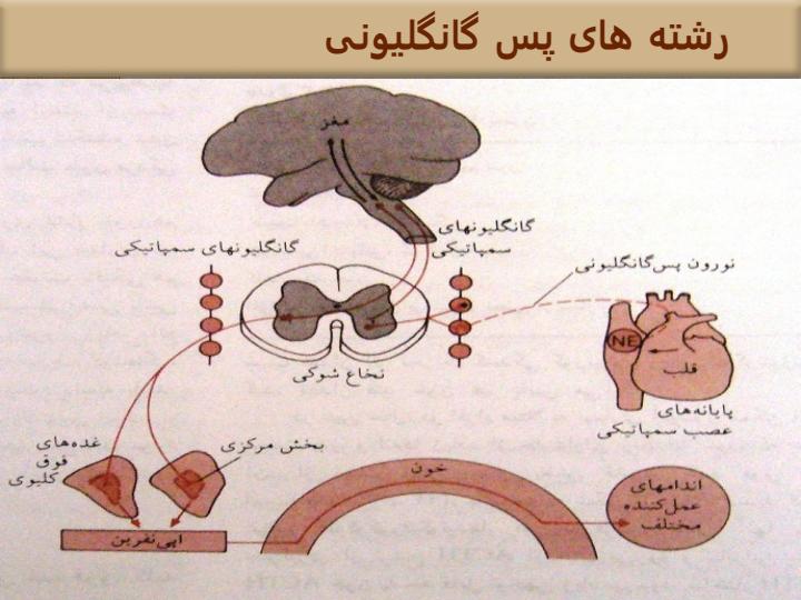 کاتکولامین-ها5