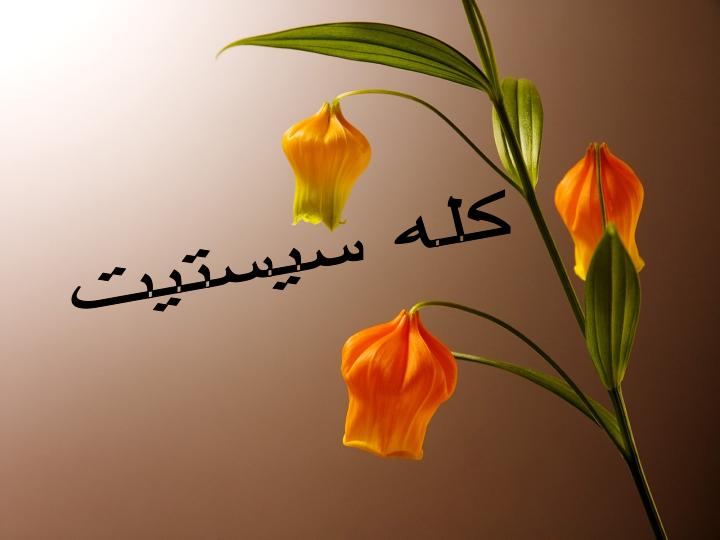 کله-سیستیت1