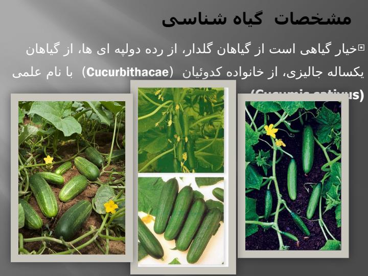 کنترل-و-گواهی-بذر6