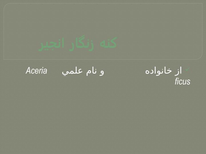 کنه-های-خرما-و-انجیر1