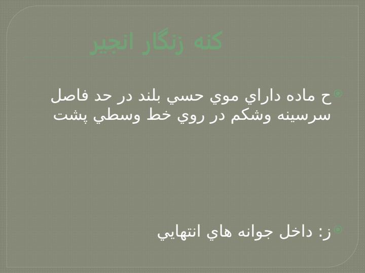 کنه-های-خرما-و-انجیر3