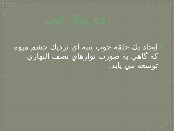 کنه-های-خرما-و-انجیر4