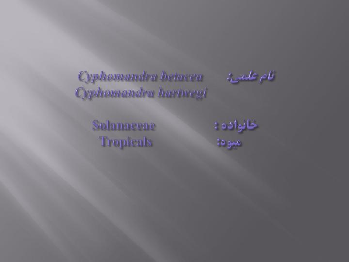 گوجه-فرنگي-درختي2