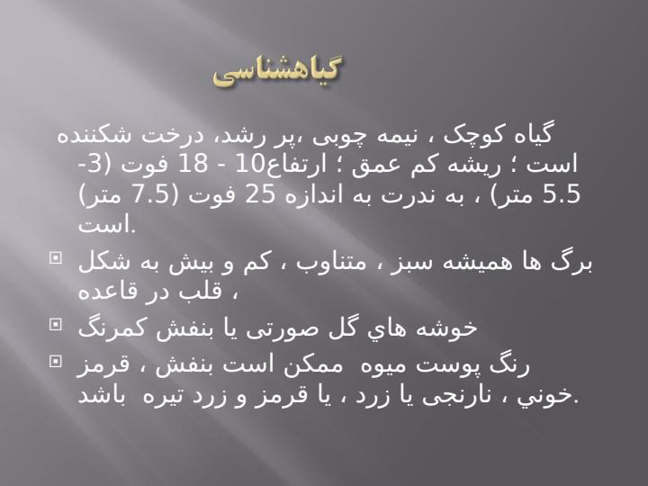 گوجه-فرنگي-درختي4