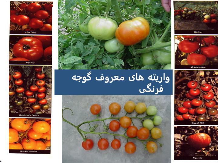 گوجه-فرنگي2