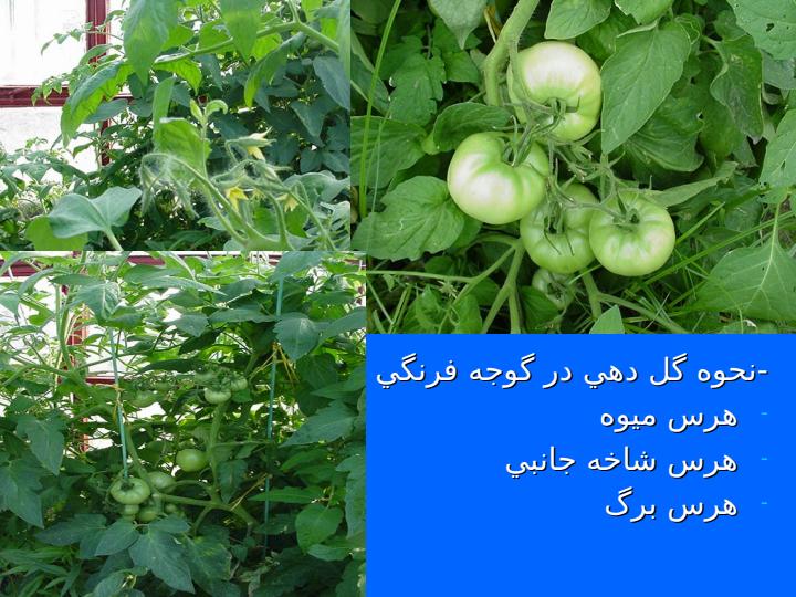 گوجه-فرنگي3