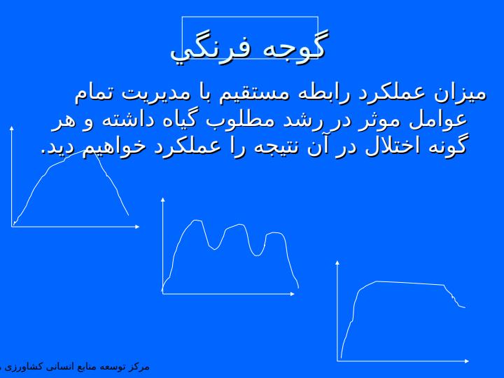 گوجه-فرنگي5