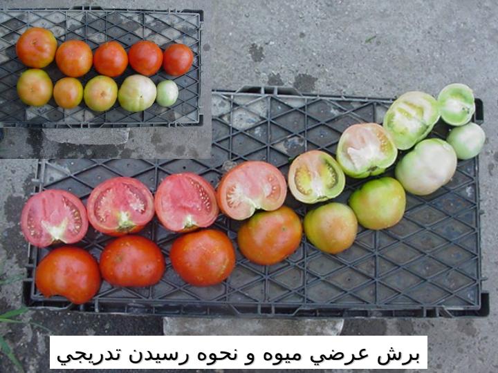 گوجه-فرنگي6