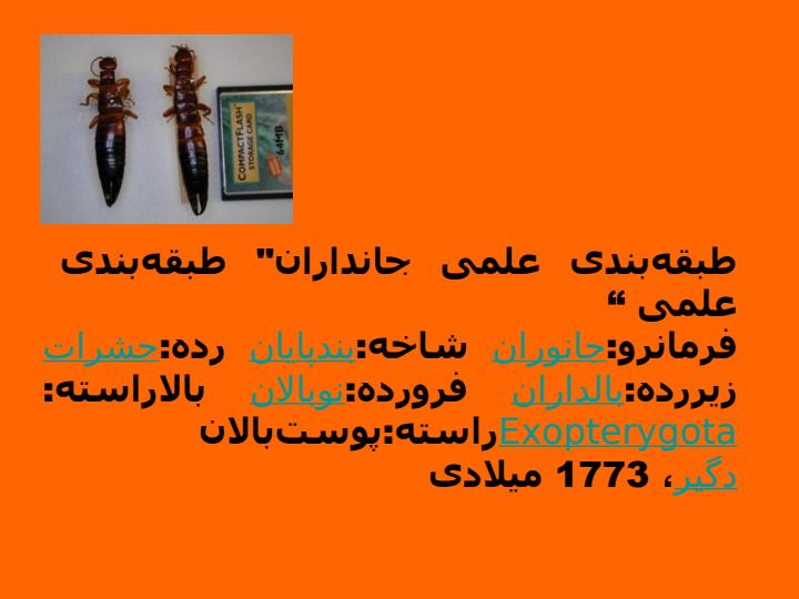 گوشتخیزک1