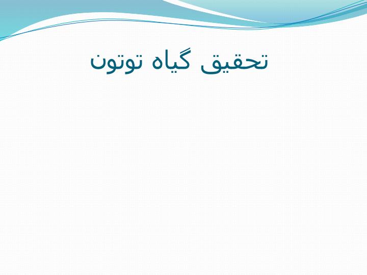 گیاه-توتون1