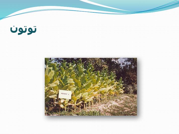 گیاه-توتون2