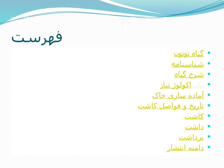 گیاه-توتون3