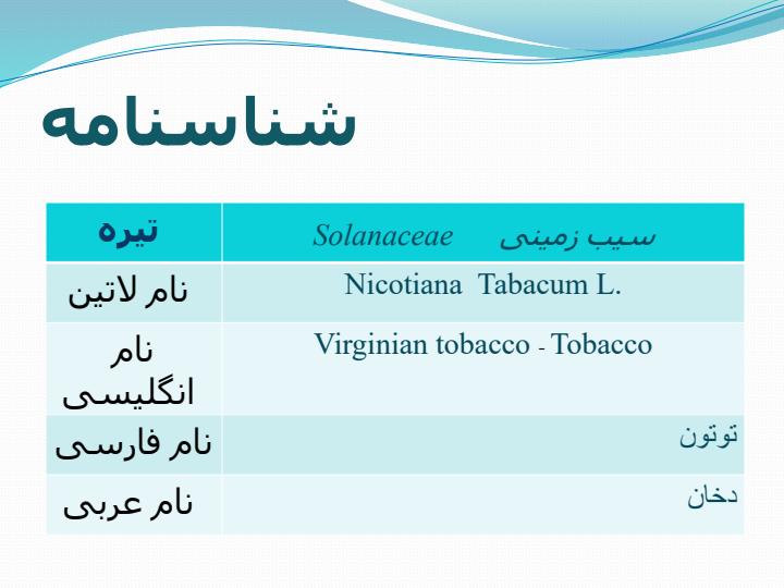 گیاه-توتون4
