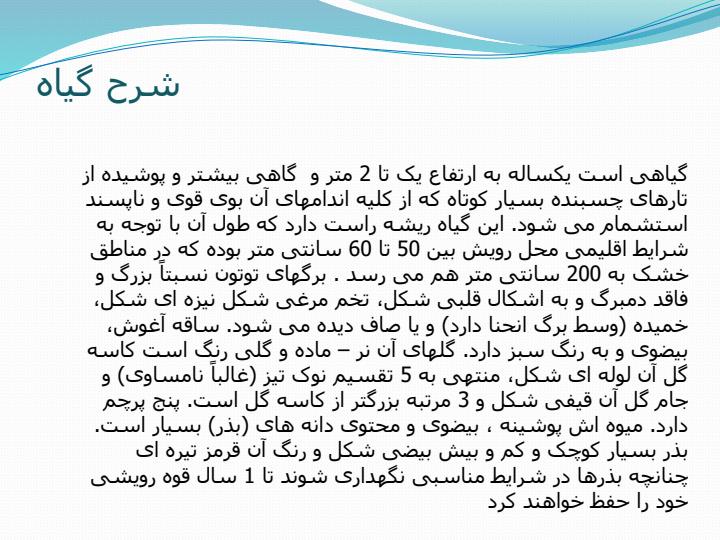 گیاه-توتون5