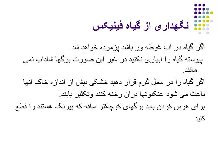 گیاه-فینیکس5