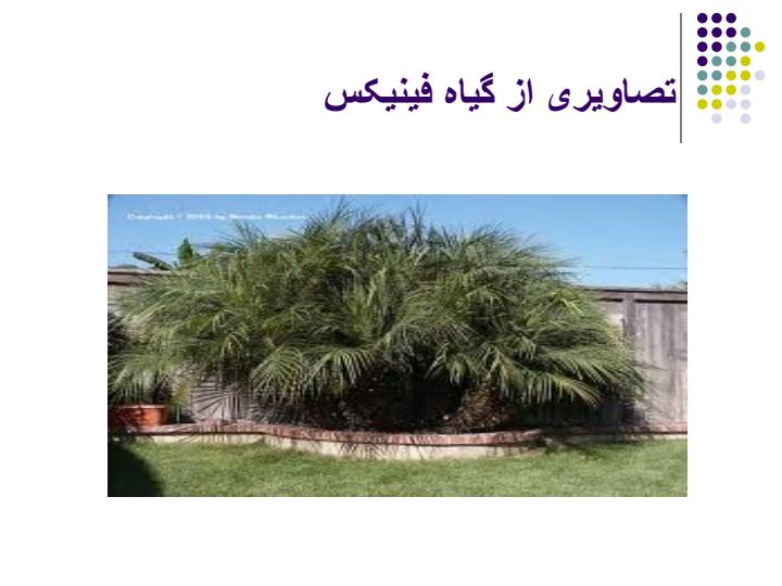 گیاه-فینیکس6