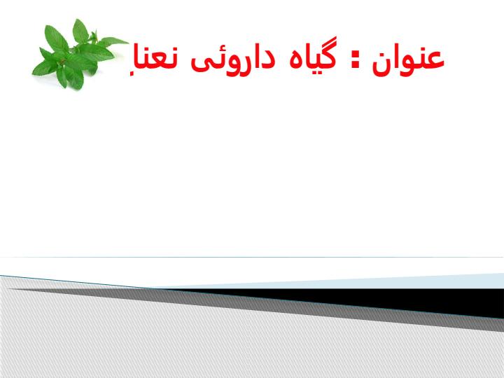 گیاه-نعناع1