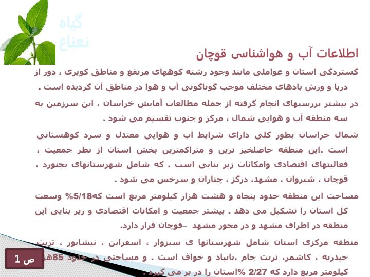 گیاه-نعناع2
