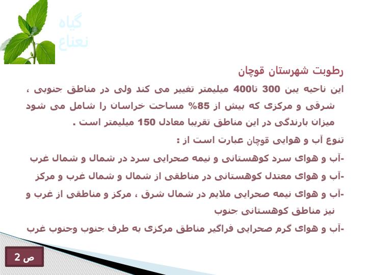 گیاه-نعناع3