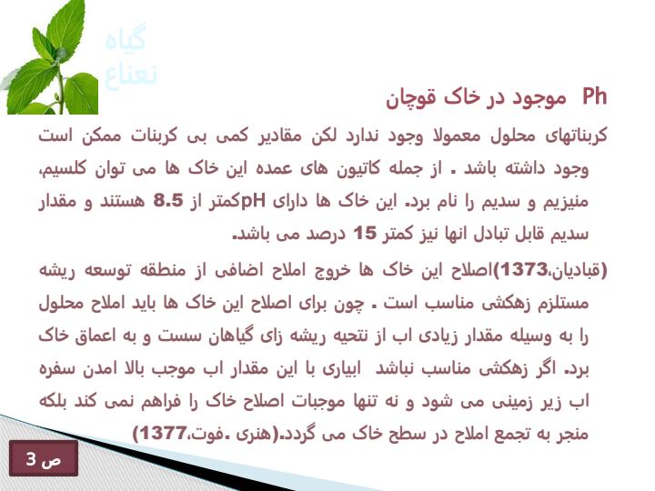 گیاه-نعناع4