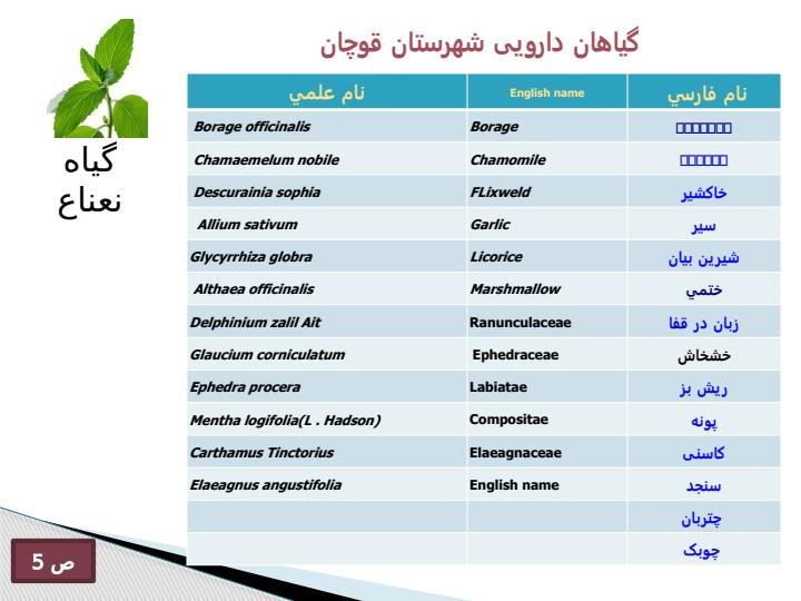 گیاه-نعناع6