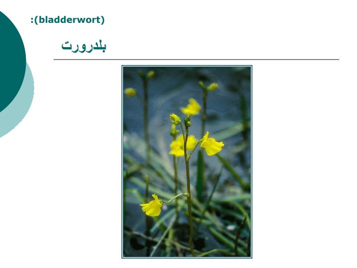 گیاهان-برکه1