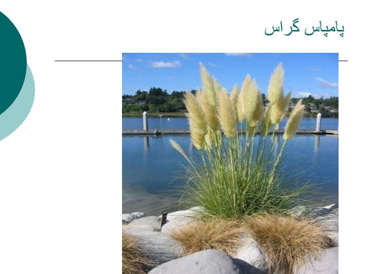 گیاهان-برکه4