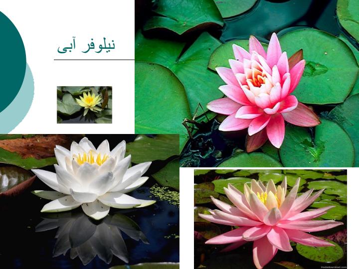 گیاهان-برکه5