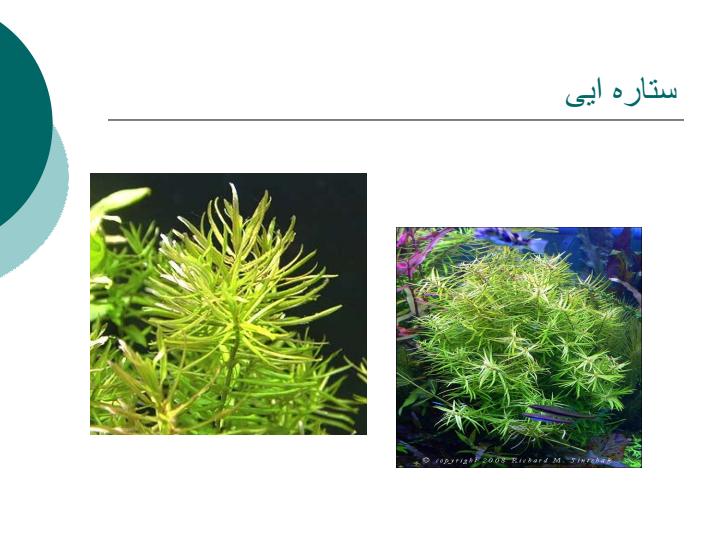 گیاهان-برکه6