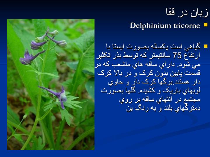 گیاهان2