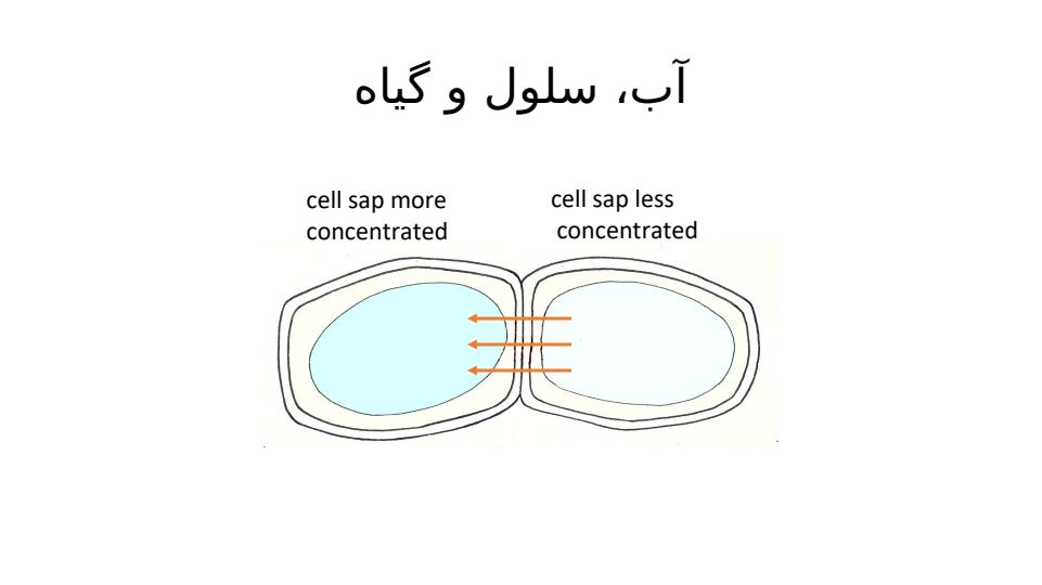 آب-سلول-و-گیاه2