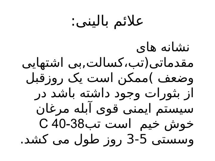 آبله-مرغان5