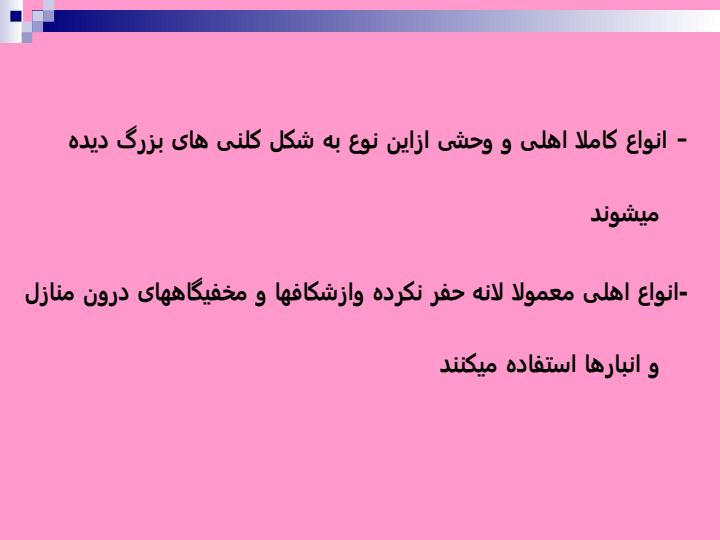 آفات-موذي5