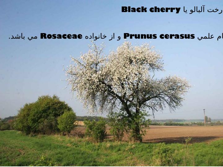 آلبالو1