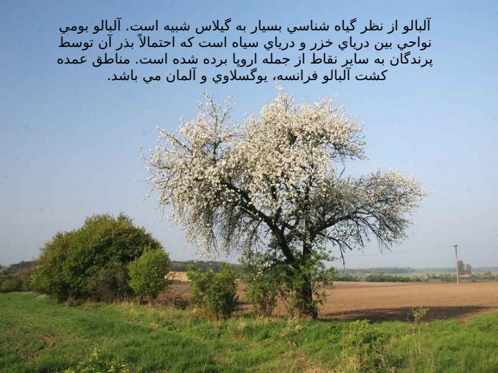 آلبالو2