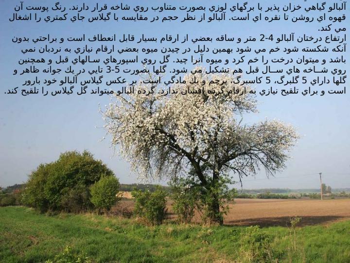 آلبالو3