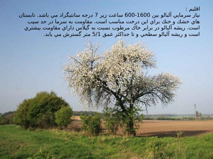 آلبالو4
